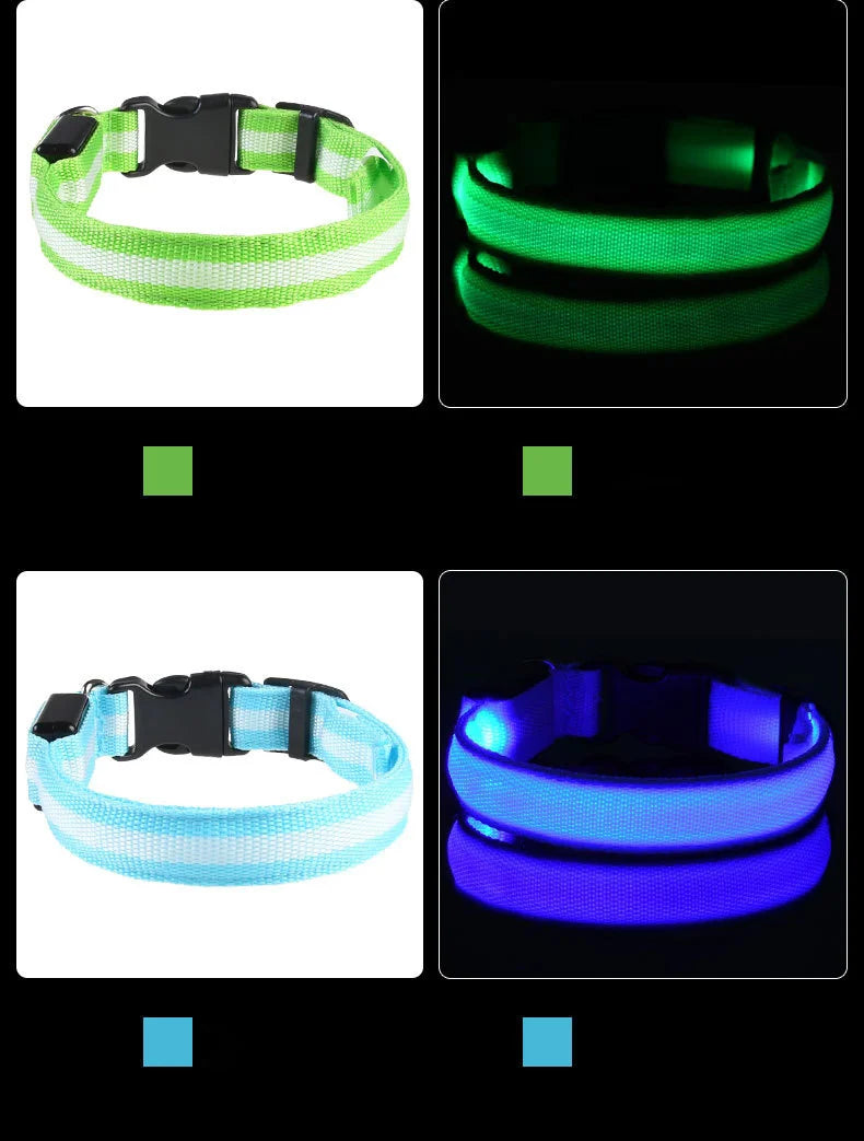 Collier lumineux pour chien