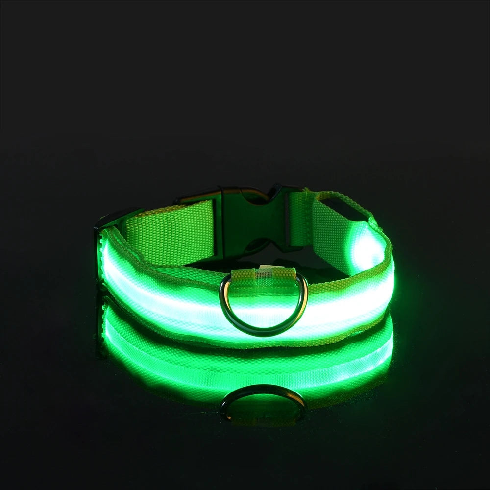 Collier lumineux pour chien