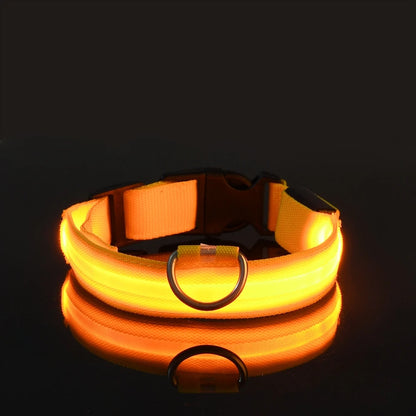 Collier lumineux pour chien