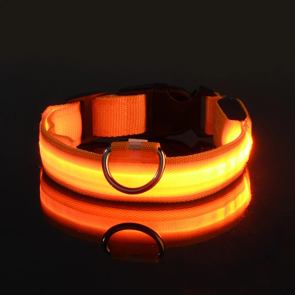 Collier lumineux pour chien