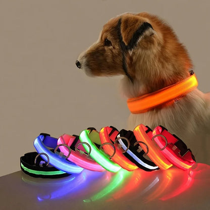 Collier lumineux pour chien