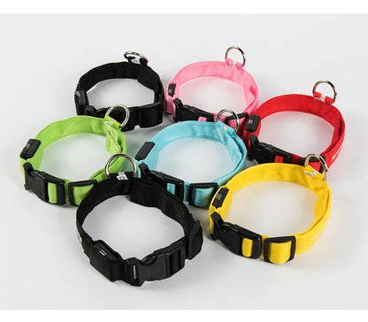 Collier lumineux pour chien