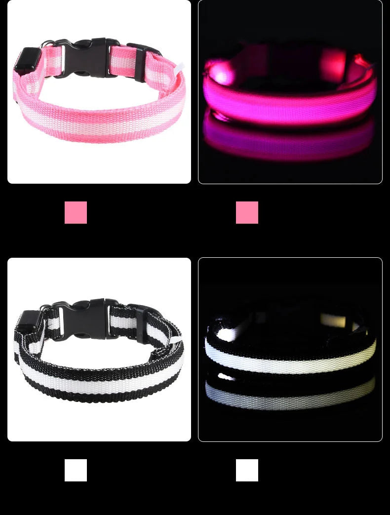 Collier lumineux pour chien